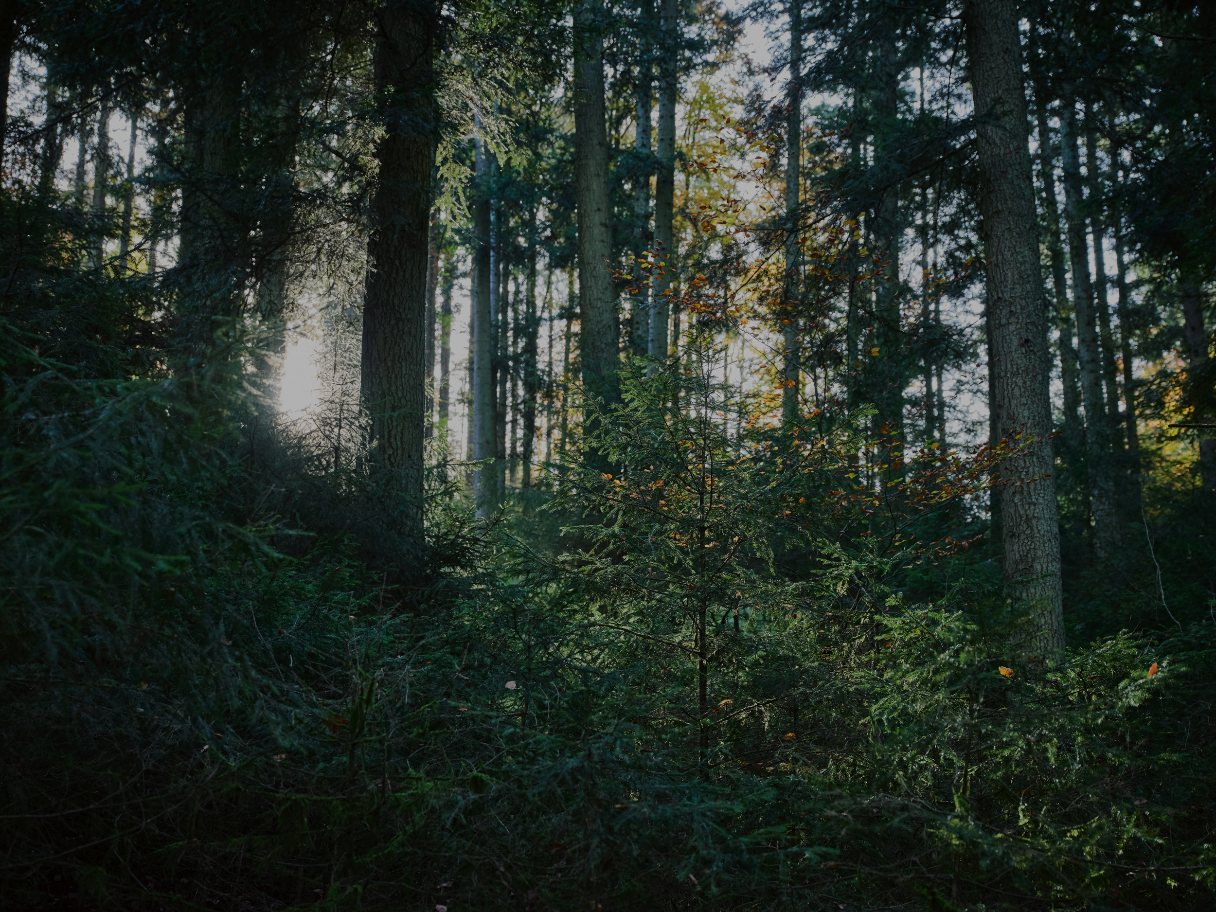 Zonlicht valt door dichte bomen in een bos